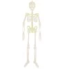 Everything Party 3 Pk 32cm Hanging Skeleton - Glow In The Dark By Event