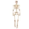 Everything Party Realistic Poseable DIY Skeleton