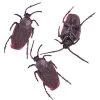 Everything Party 10pk Halloween Rubber Cockroaches By Event